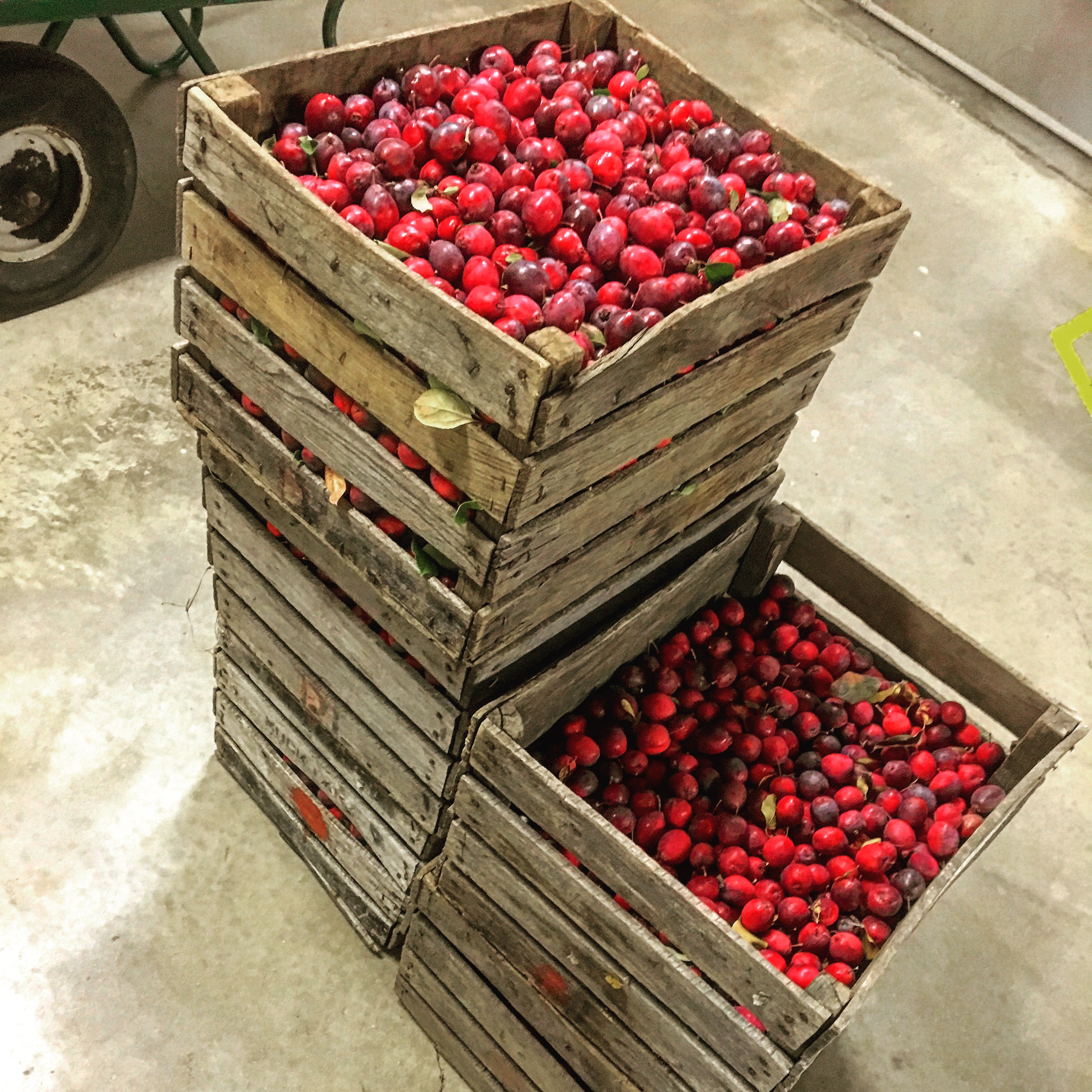 Cranberry in bushel boxes