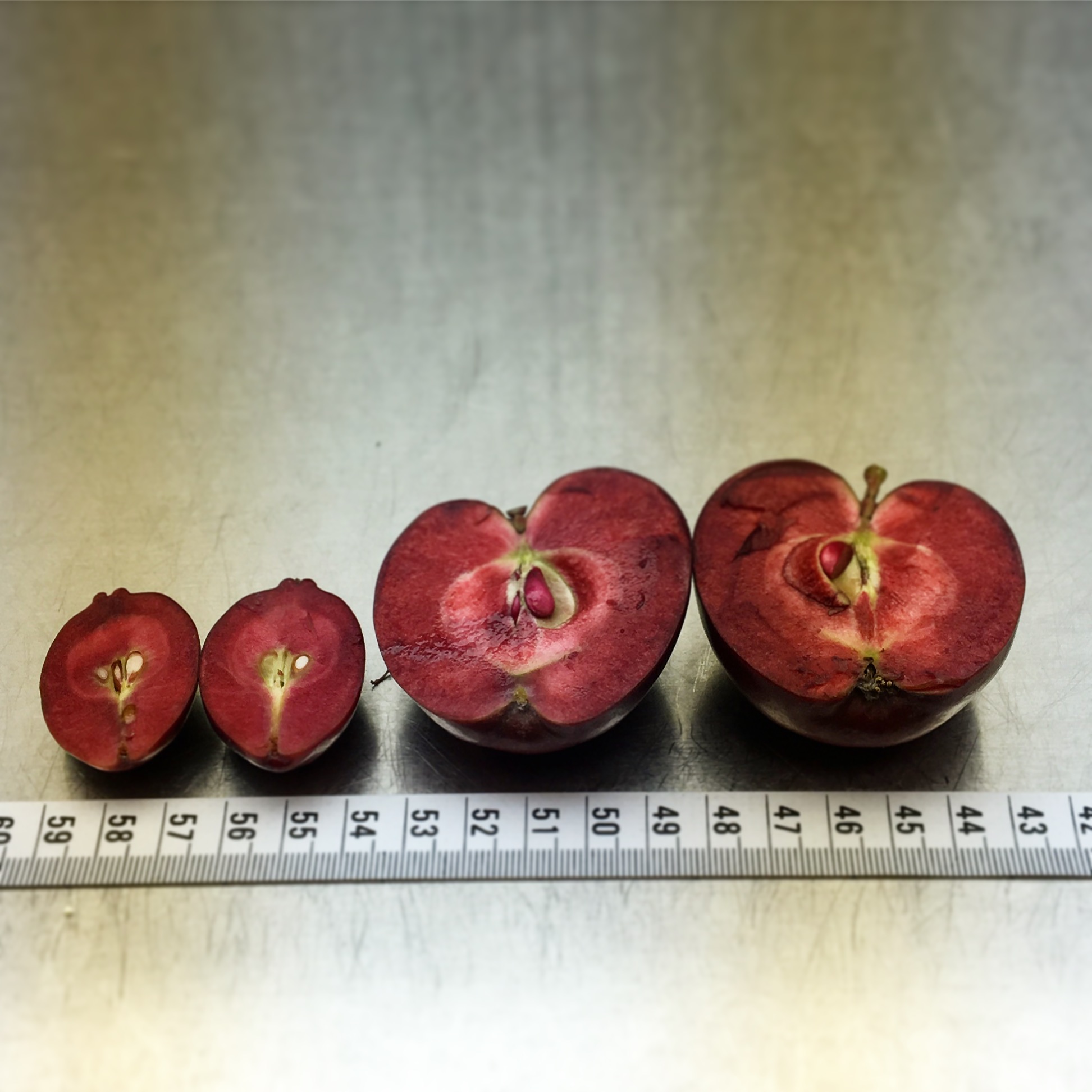 cross section of cranberry and otterson apples