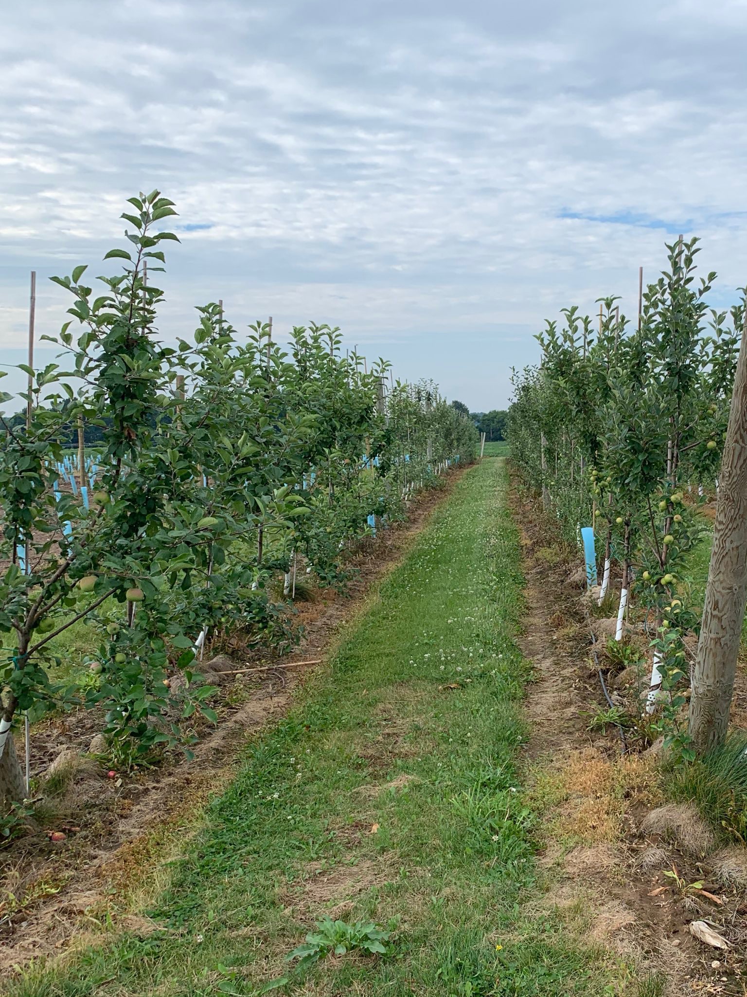 Great Lakes Cider Apple Collection | Great Lakes Cider Apple Collection ...